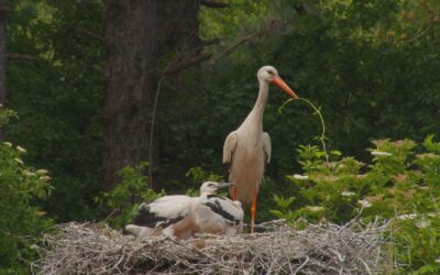 Marquenterre, birds & men