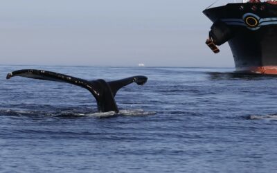 ARTE.TV diffuse « Trop de bateaux pour les baleines »