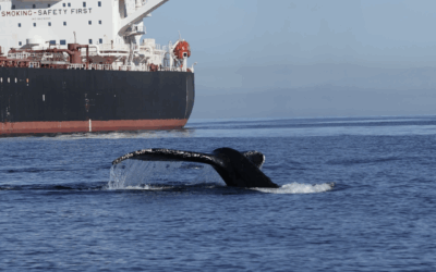 ARTE acquiert un film à impact : Trop de bâteaux pour les baleines