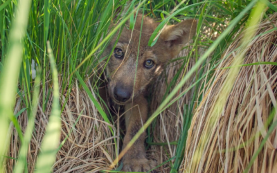 LOUP, OU ES-TU ? – ( retour du loup en Europe ) 52&prime; – VF