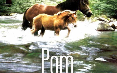 POM LE POULAIN – 90&prime;